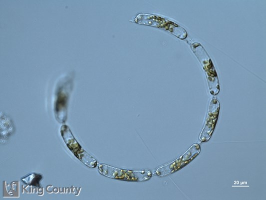 Photo of Hemiaulus hauckii